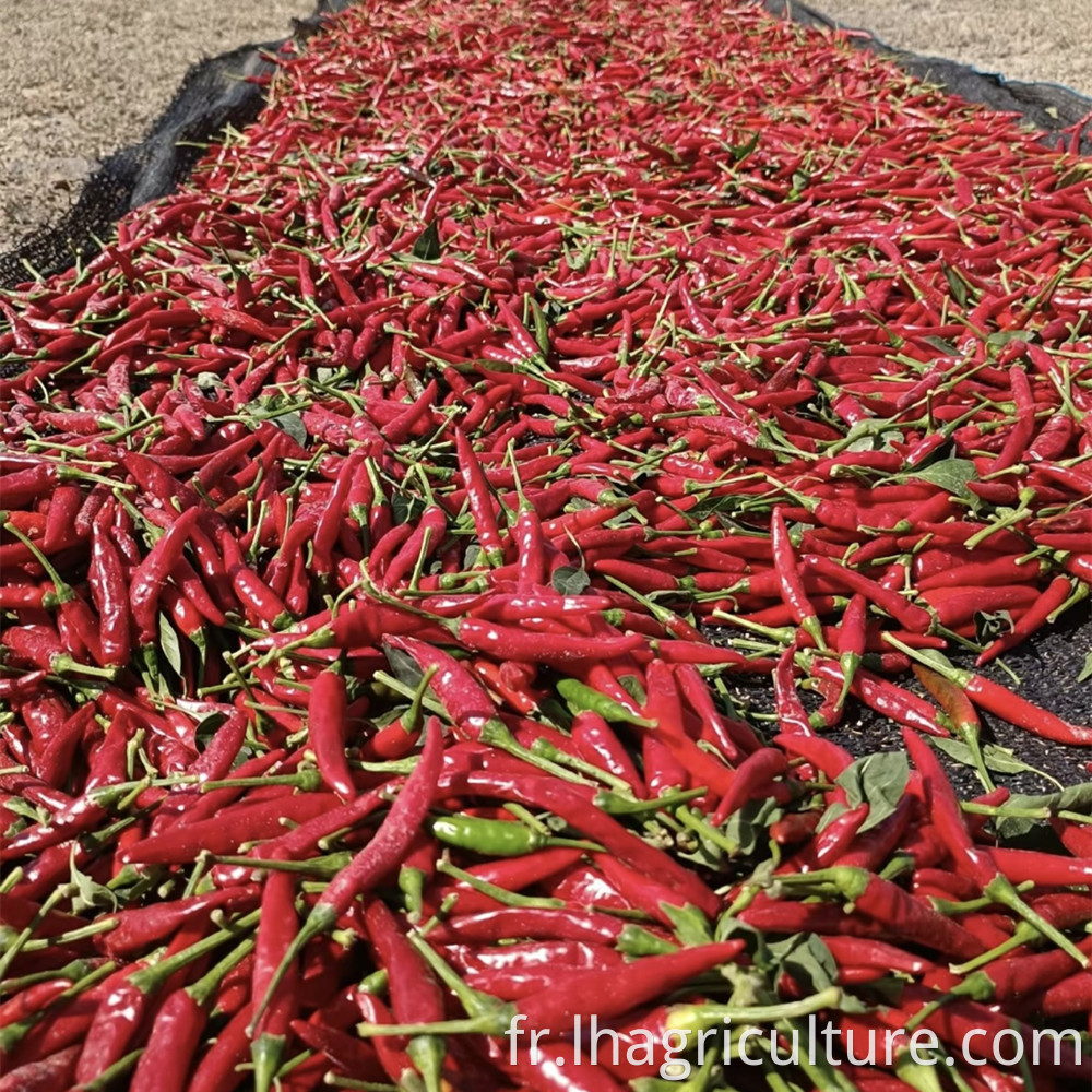 Dry The Millet Pepper